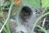 Agelena labyrinthica